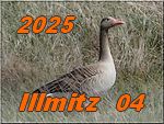 Illmitz 2025